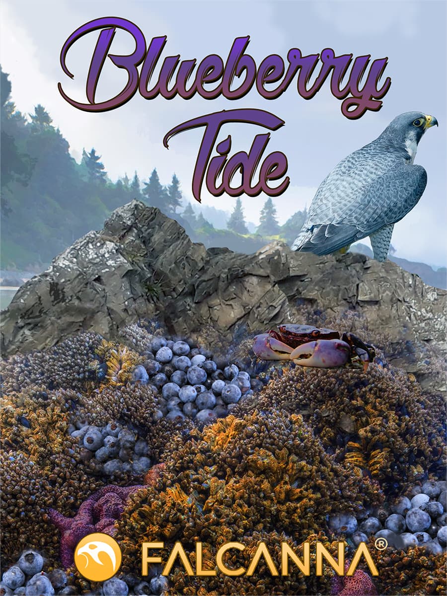 Blueberry Tide – flower
