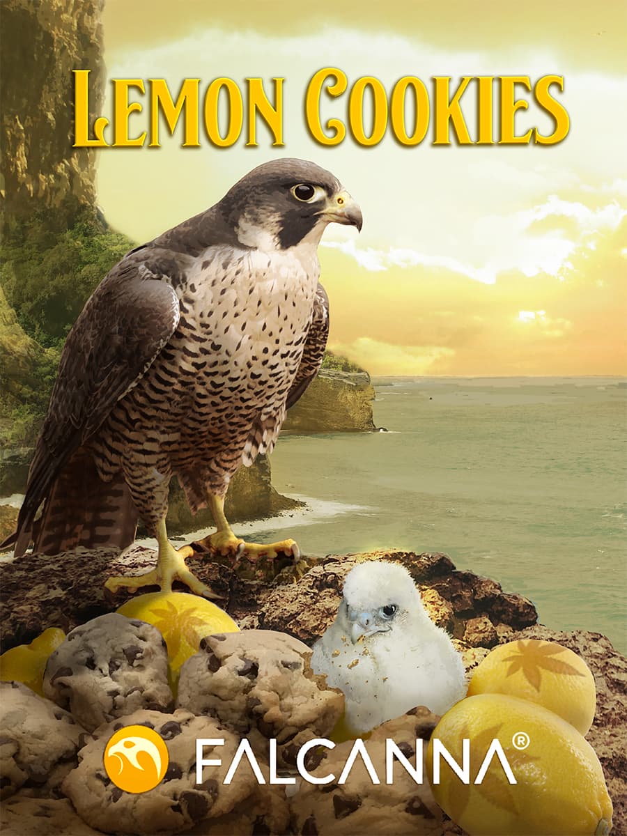 Lemon Cookies – flower