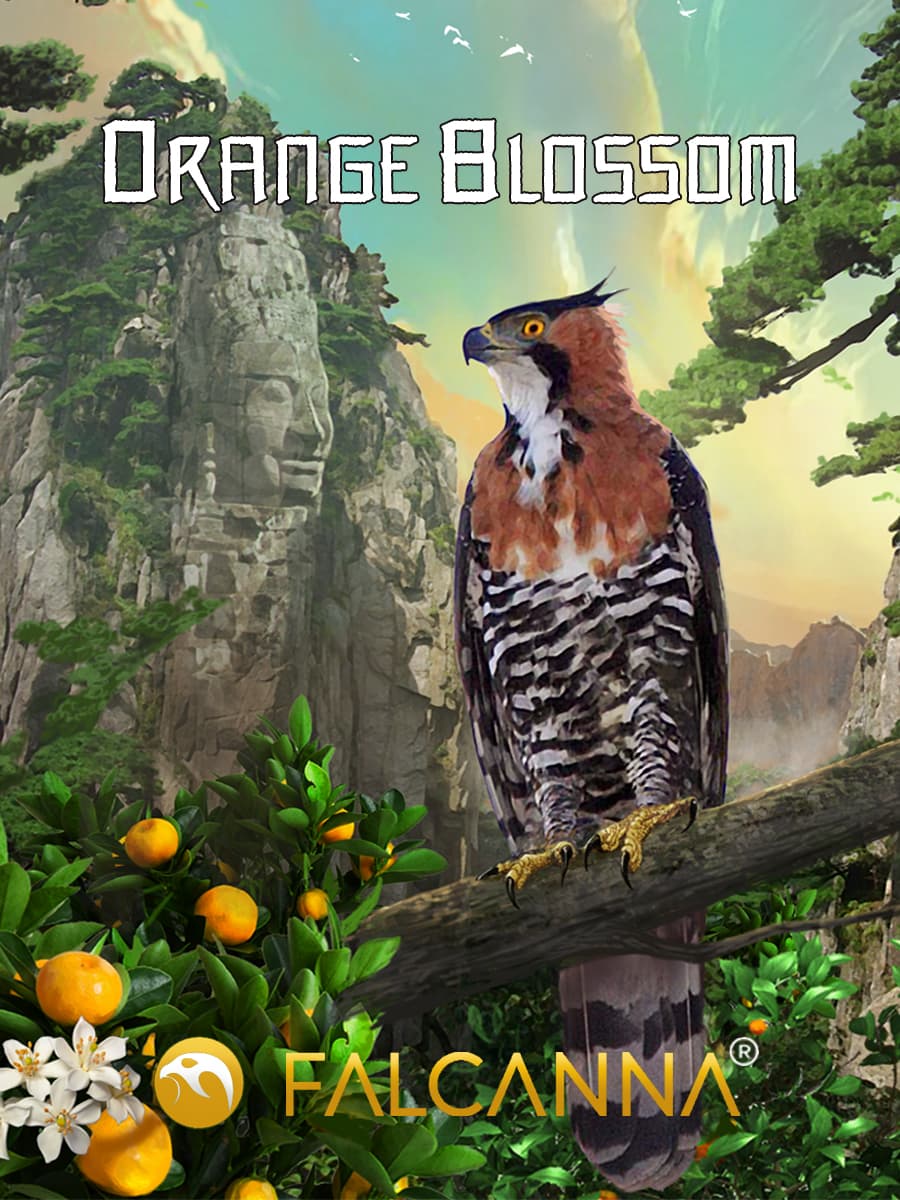 Orange Blossom – flower