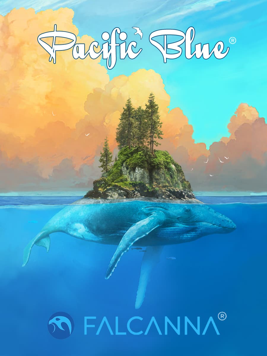 Pacific Blue – flower