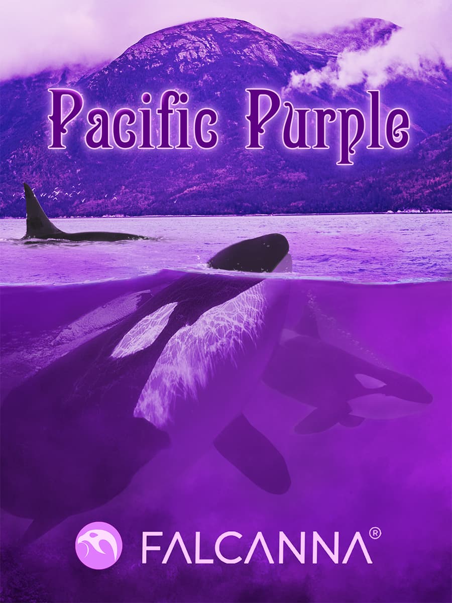 Pacific Purple – flower