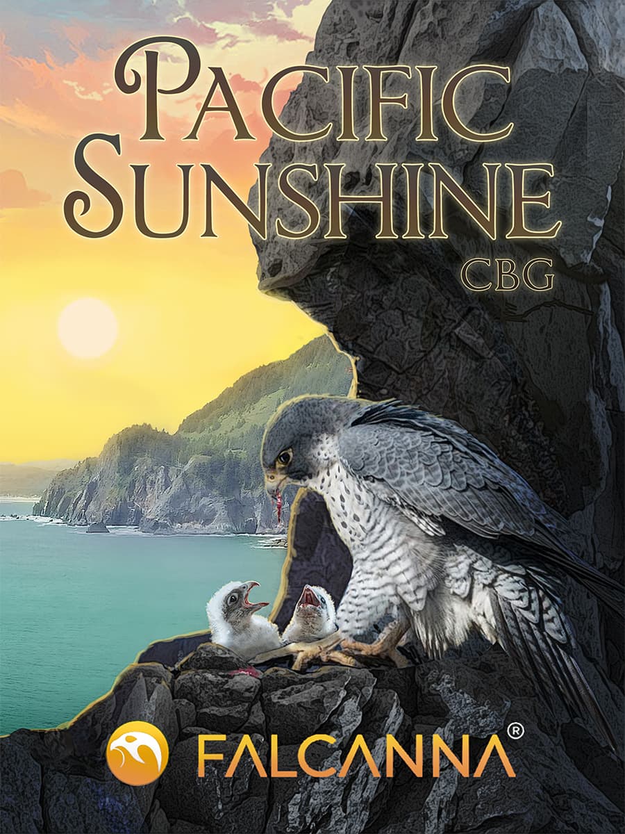 Pacific Sunshine CBG – flower