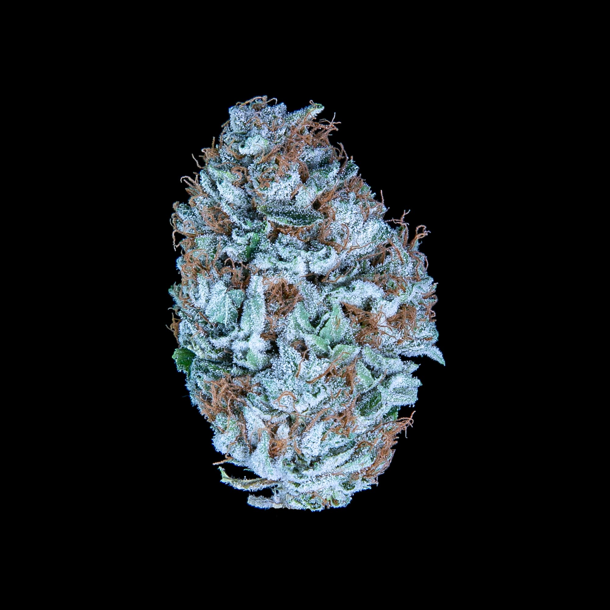 Pacific Sunshine CBG – cannabis strain by Falcanna