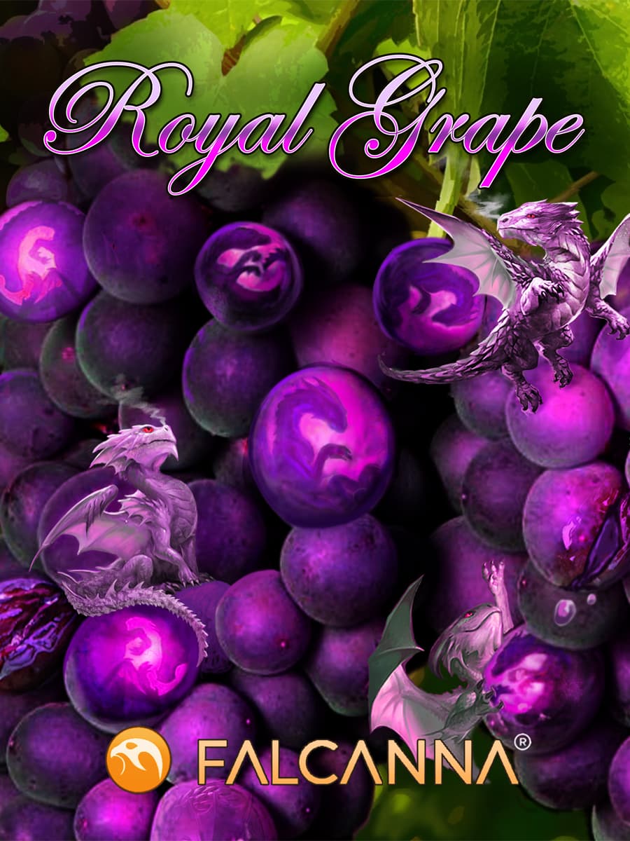 Royal Grape – flower