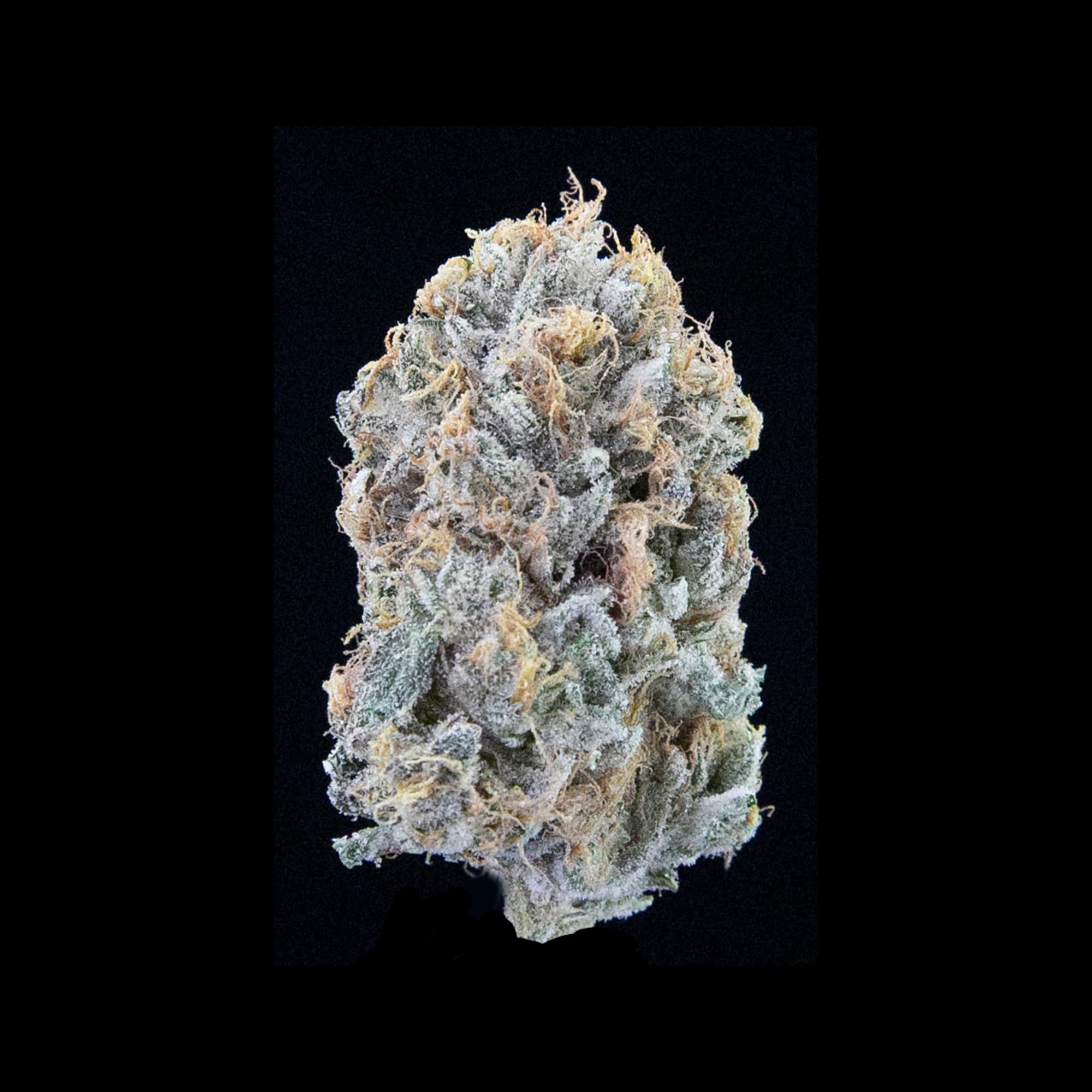 Tree Octopus – cannabis strain by Falcanna